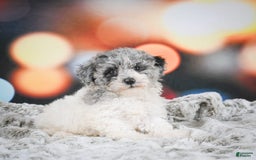 Miniature Poodle dogs for sale: Amber - Image 3
