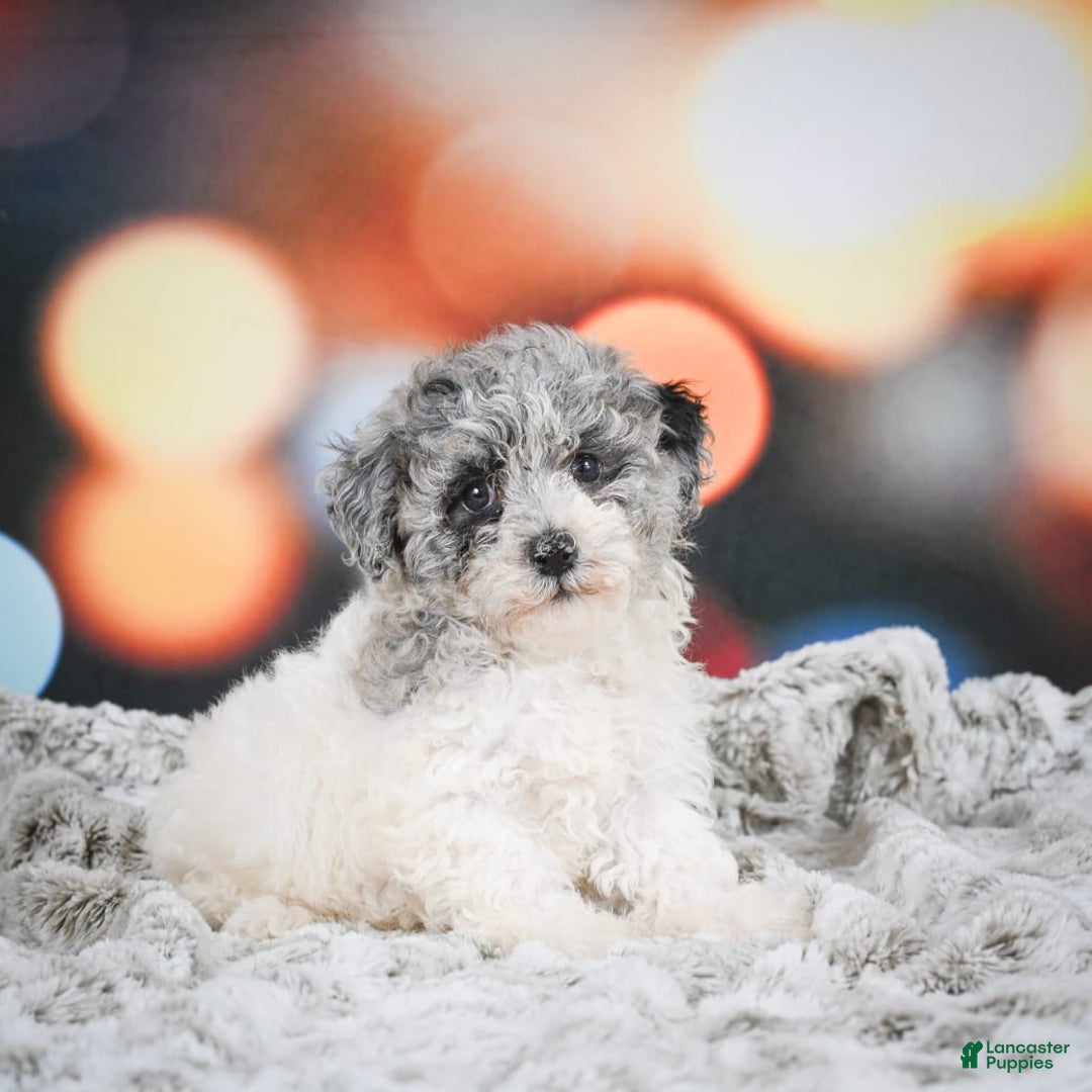 Miniature Poodle dogs for sale: Amber - Image 3