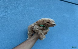 Toy Poodle dogs for sale: Jack - Image 1