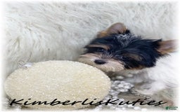 Yorkshire Terrier dogs for sale: Little Blair - Image 6