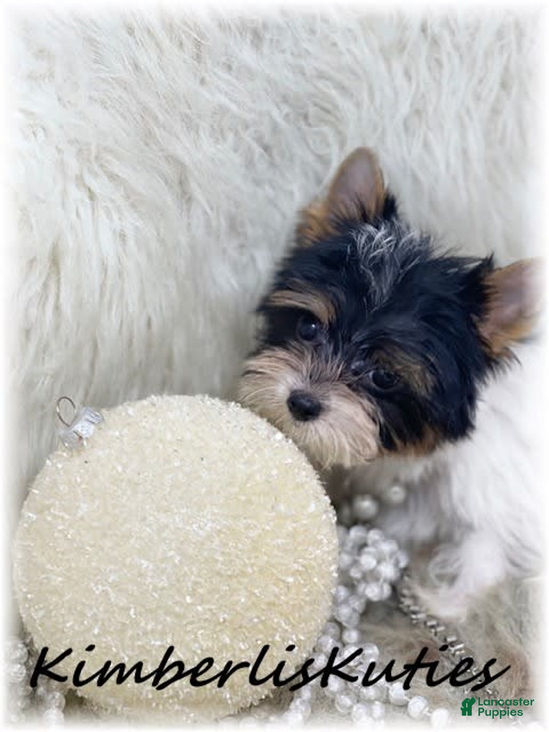 Yorkshire Terrier dogs for sale: Little Blair - Image 6