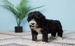 Bernedoodle dogs for sale: Clifford - Image 4