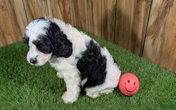 Cavapoo dogs for sale: Missy Girl 2 - Image 4