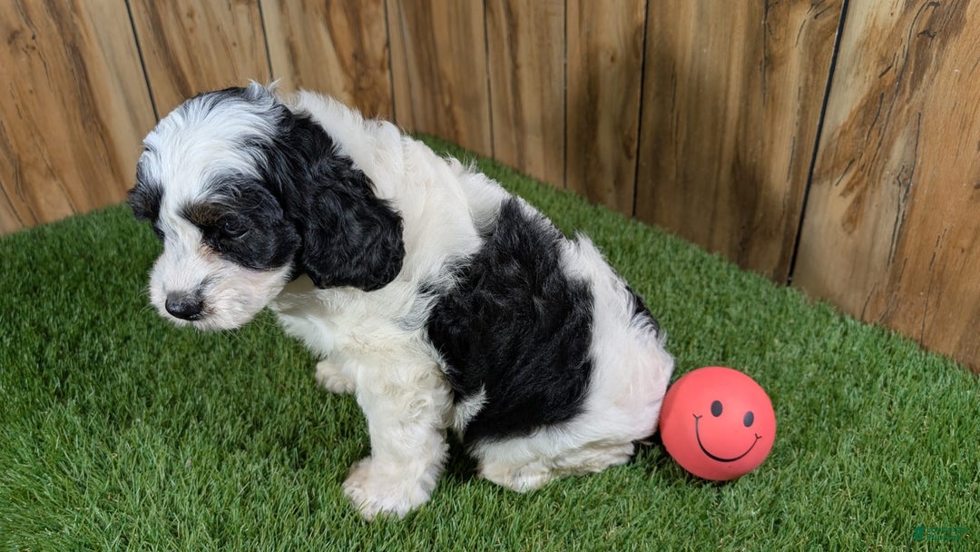 Cavapoo dogs for sale: Missy Girl 2 - Image 4