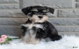 Miniature Schnauzer dogs for sale: Jojo - Image 4