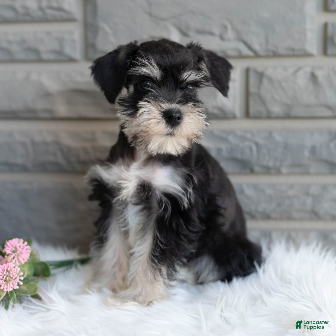 Miniature Schnauzer dogs for sale: Jojo - Image 4