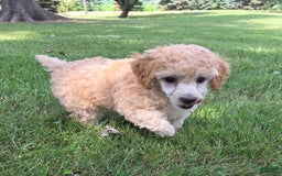 Yorkiepoo dogs for sale: Kipp - Image 4