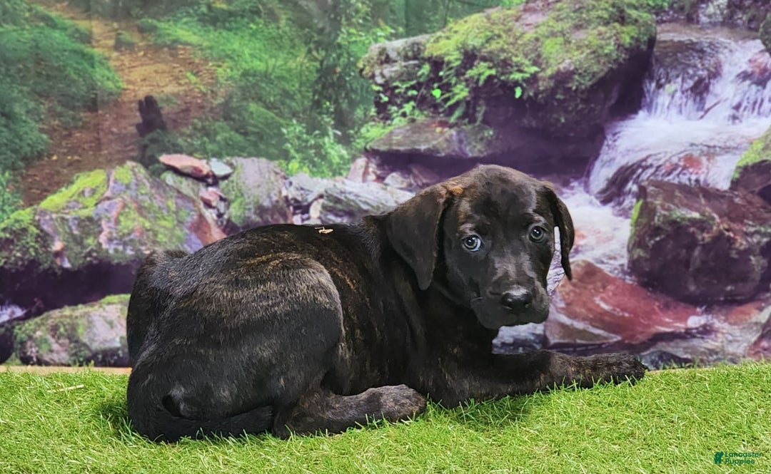 Catahoula Leopard Dog dogs for sale: Jesse 2025 Female 2 - Image 8