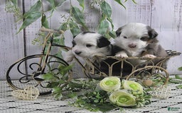 Miniature Australian Shepherd dogs for sale: Axel Toy - Image 6
