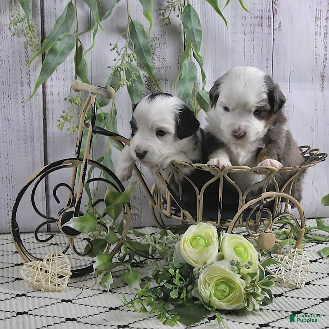 Miniature Australian Shepherd dogs for sale: Axel Toy - Image 6