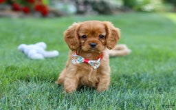 Cavalier King Charles Spaniel dogs for sale: Sadie - Image 11