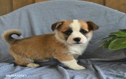 Welsh Corgi Pembroke dogs for sale: Crawford - Image 2
