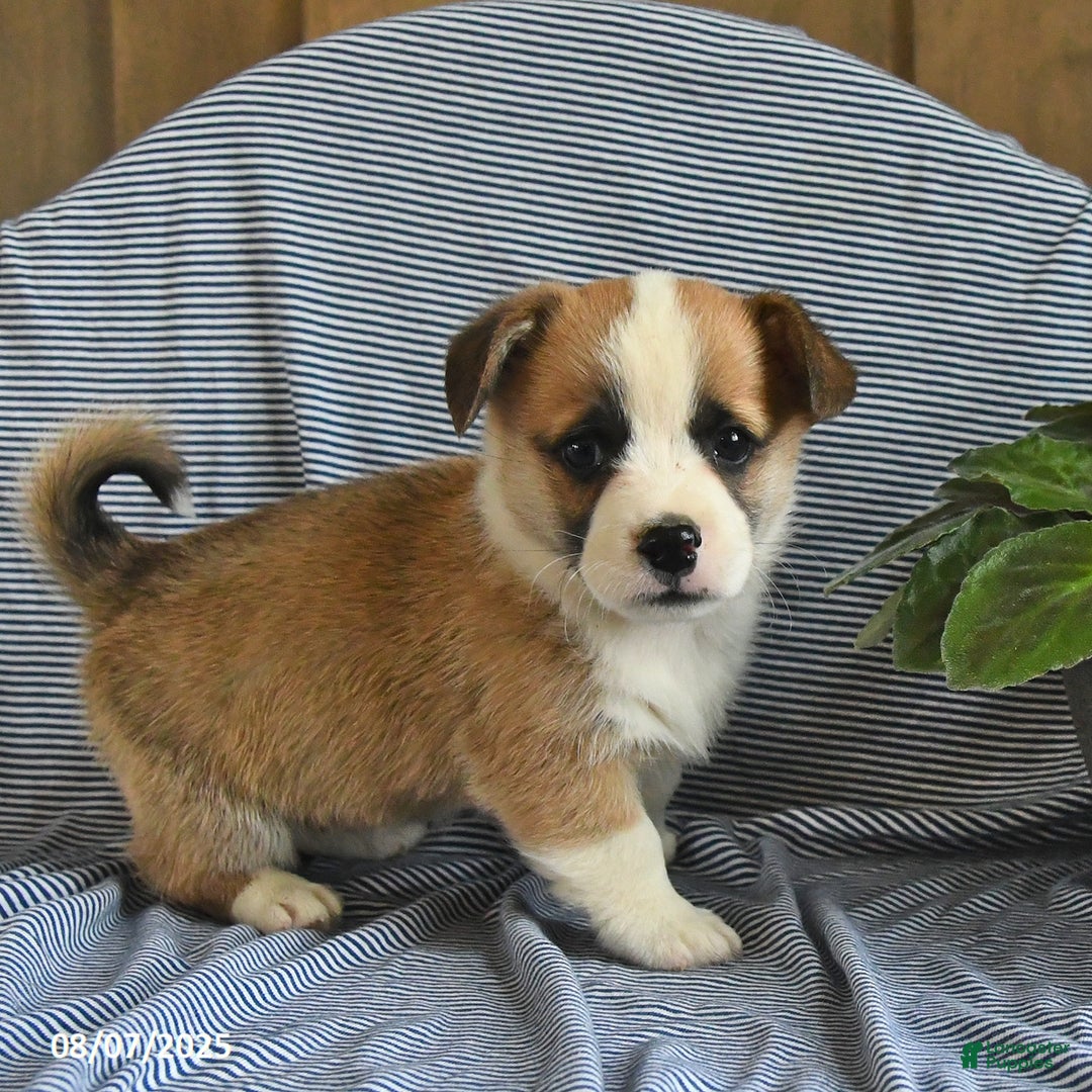 Welsh Corgi Pembroke dogs for sale: Crawford - Image 2
