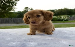 Miniature Dachshund dogs for sale: Sunny - Image 1