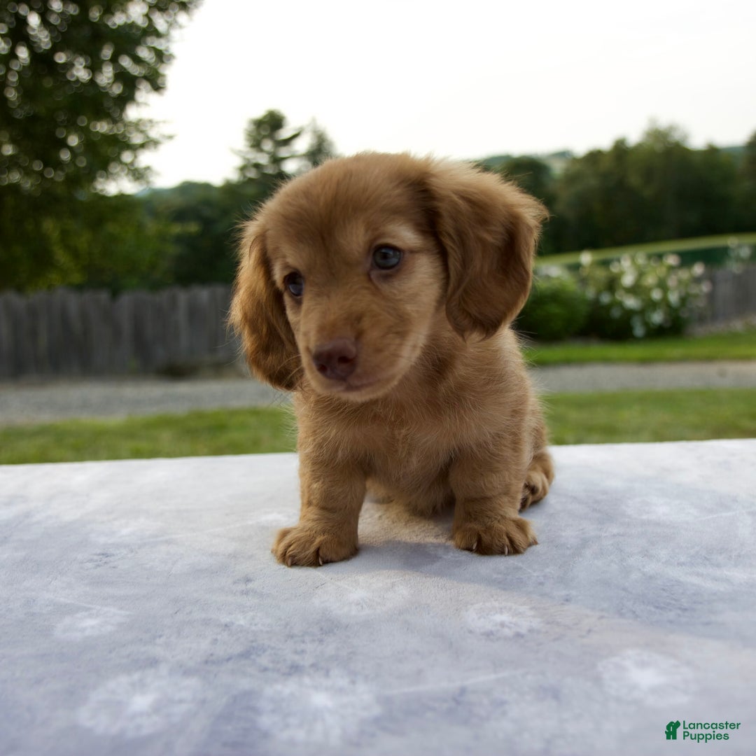 Miniature Dachshund dogs for sale: Sunny - Image 1