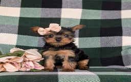 Yorkshire Terrier dogs for sale: Karissa 6 lbs Full Grown - Image 1