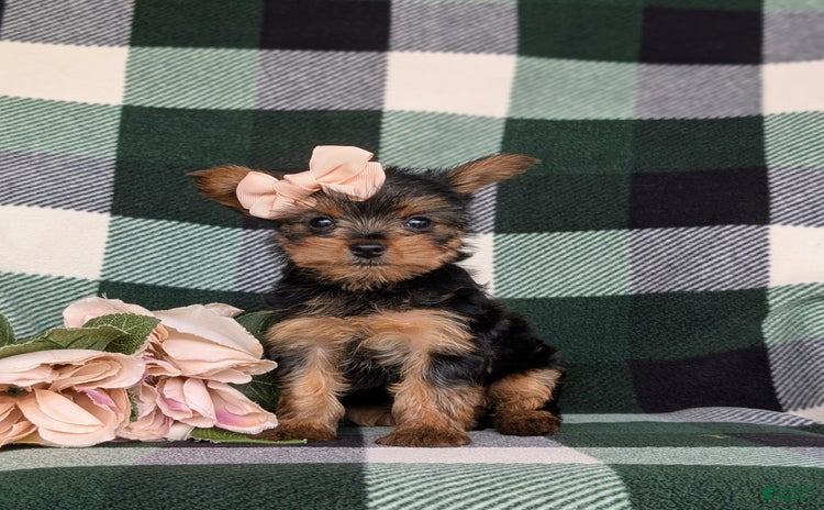 Yorkshire Terrier dogs for sale - Ad 1