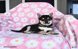 Shiba Inu dogs for sale: Matt - Image 3