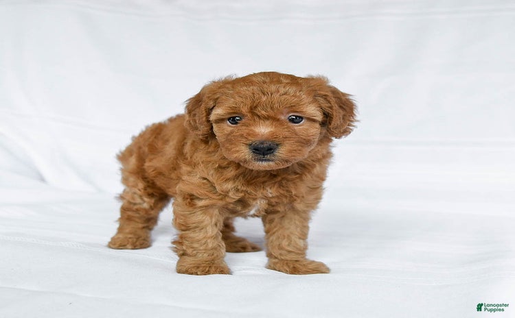 Miniature Poodle dogs for sale - Ad 5