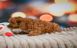 Cavapoo dogs for sale: Drover - Image 11
