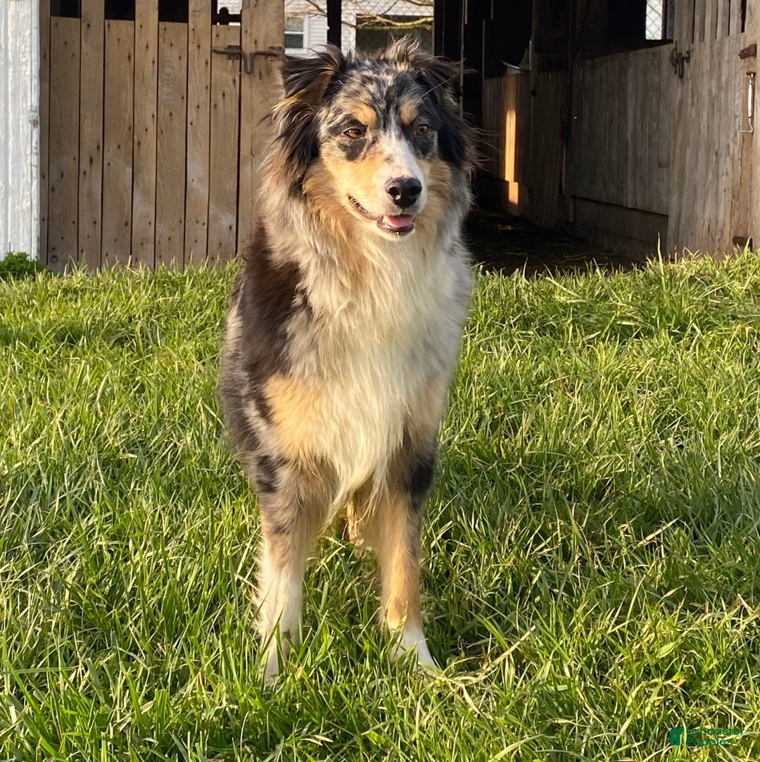 Australian Shepherd dogs for sale: Daisy - Image 5