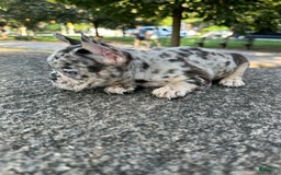 French Bulldog dogs for sale: Chloe🌸 - Image 2