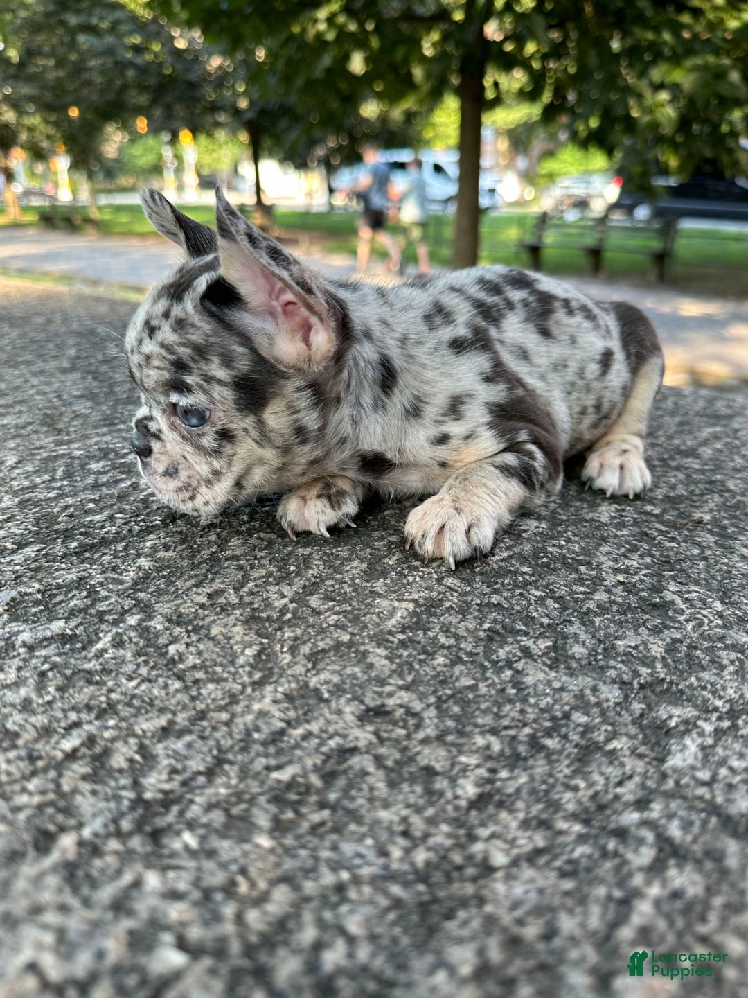 French Bulldog dogs for sale: Chloe🌸 - Image 2