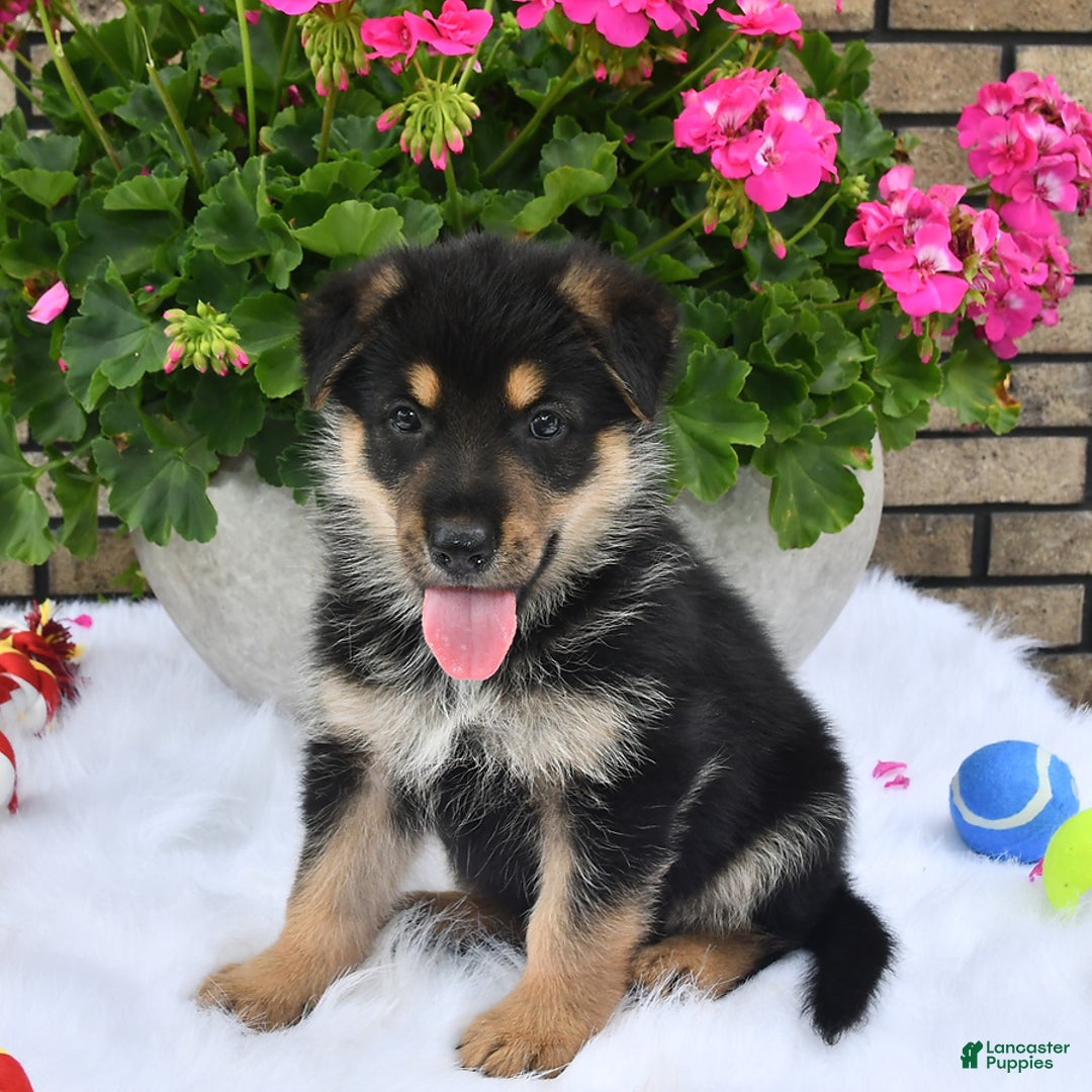 German Shepherd dogs for sale: Bear - Image 2