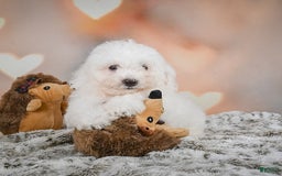 Bichon Frise dogs for sale: Kendrick - Image 10