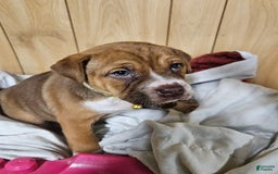Puggle dogs for sale: Thomas - Image 1