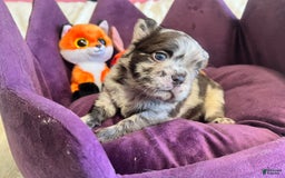 French Bulldog dogs for sale: Sour Patch The Fluffy - Image 2