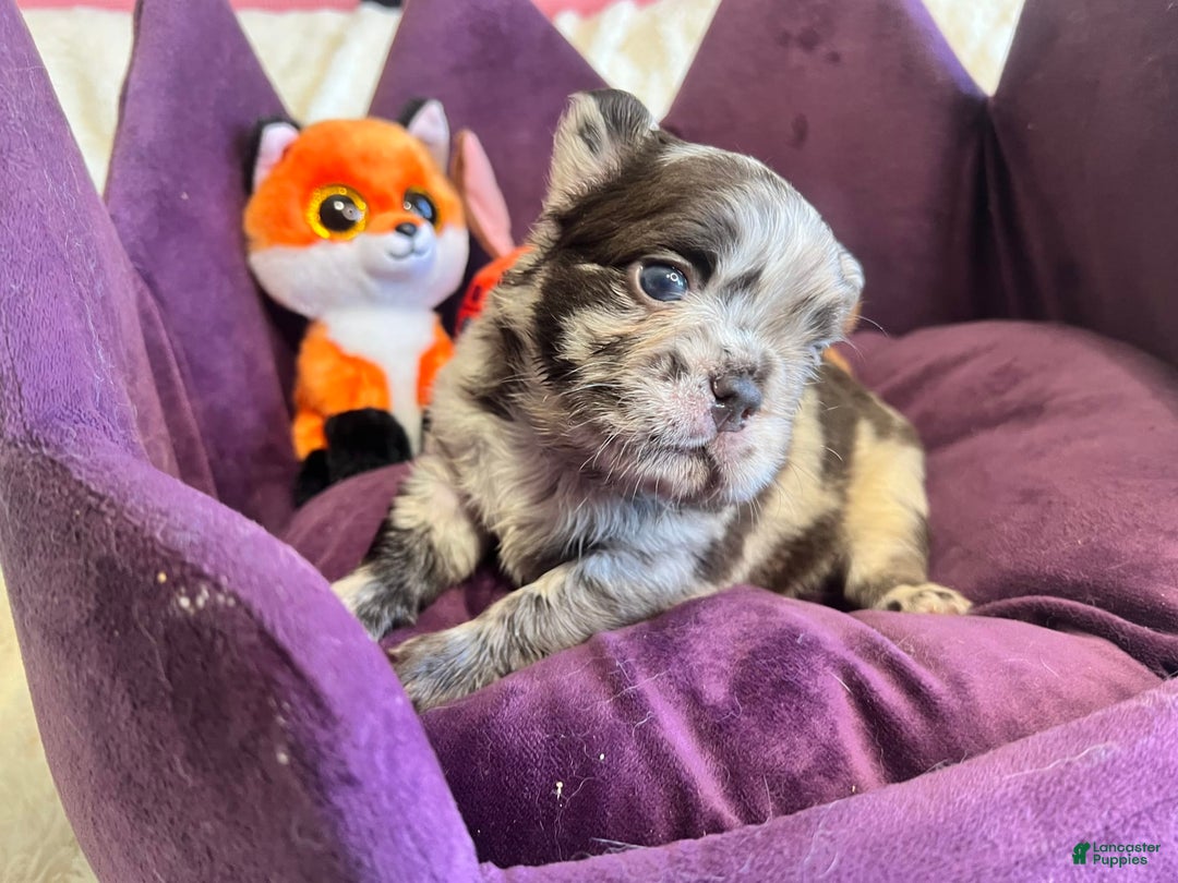 French Bulldog dogs for sale: Sour Patch The Fluffy - Image 2