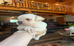 French Bulldog dogs for sale: Theo - Image 5