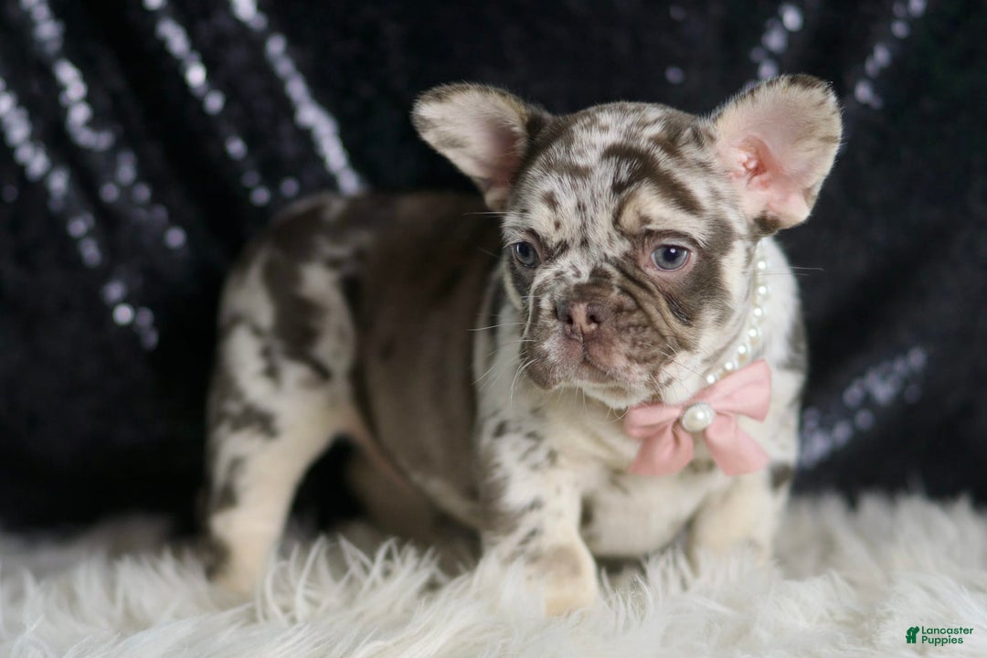 French Bulldog dogs for sale: Chanel - Image 8