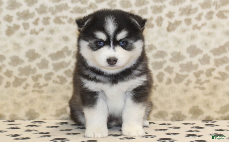 Pomsky dogs for sale - Ad 3