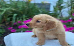 Golden Retriever dogs for sale: Teddy - Image 3