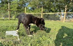Central Asian Shepherd dogs for sale: Ana - Image 3