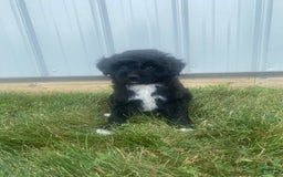 Mini Aussiedoodle dogs for sale: Rowdy - Image 5