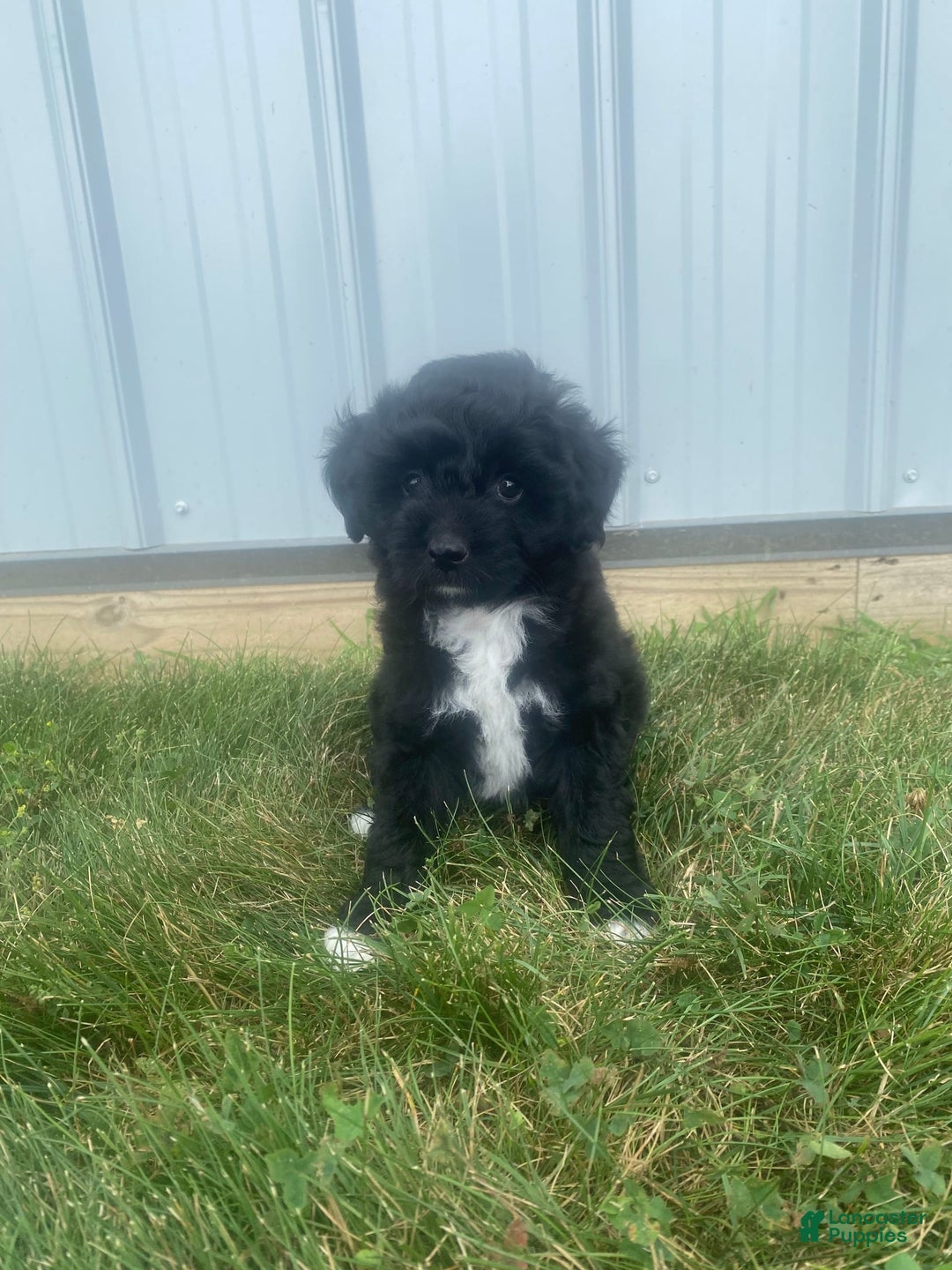 Mini Aussiedoodle dogs for sale: Rowdy - Image 5