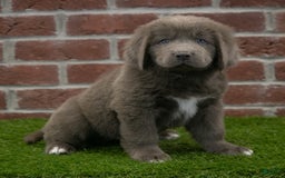 Newfoundland dogs for sale: Ginger - Image 1