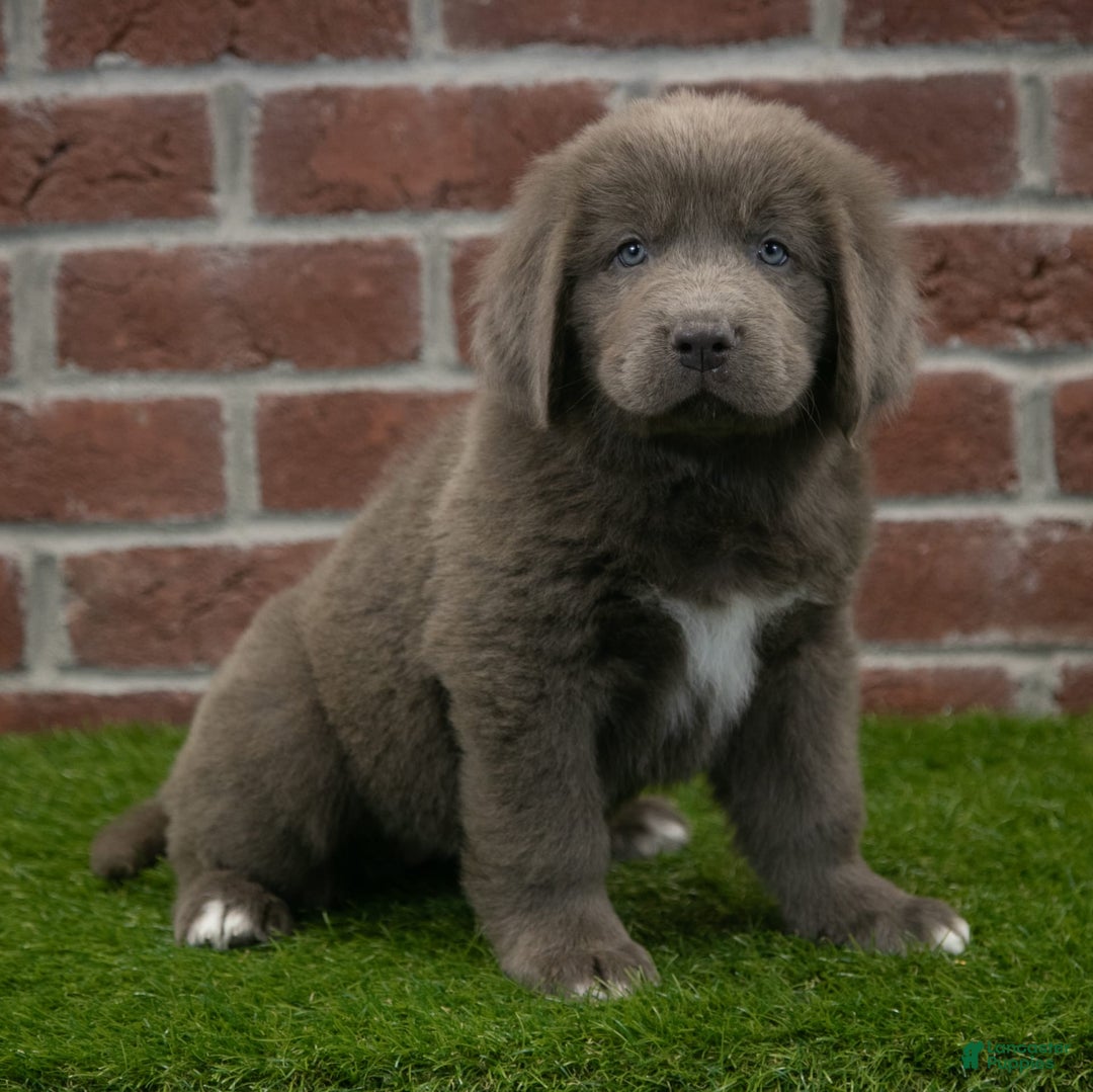 Newfoundland dogs for sale: Ginger - Image 1