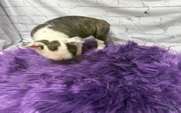 Boston Terrier dogs for sale: Juliet - Image 3