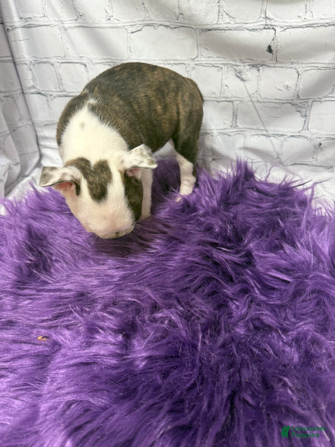 Boston Terrier dogs for sale: Juliet - Image 3