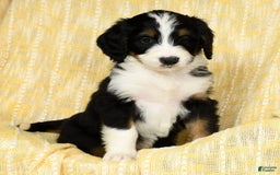 Bernedoodle dogs for sale: Lola - Image 7