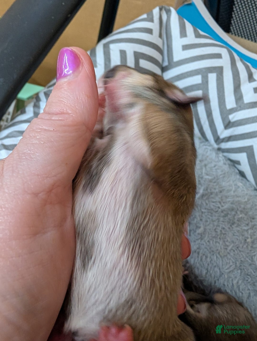 Chihuahua dogs for sale: Ximena - Image 3
