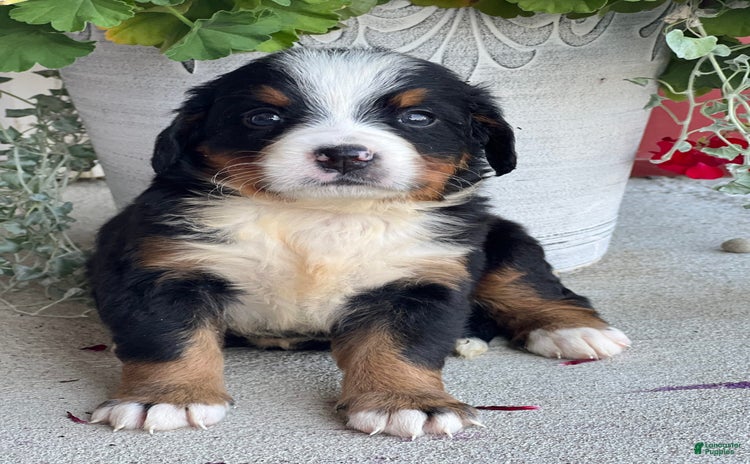 Bernese Mountain Dog dogs for sale - Ad 3