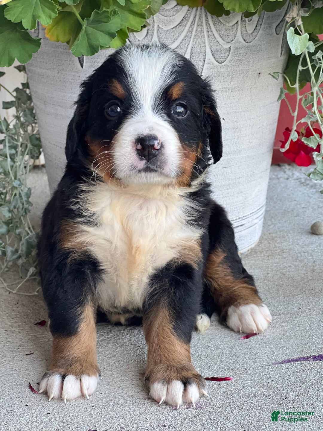 Bernese Mountain Dog dogs for sale: Dream - Image 1
