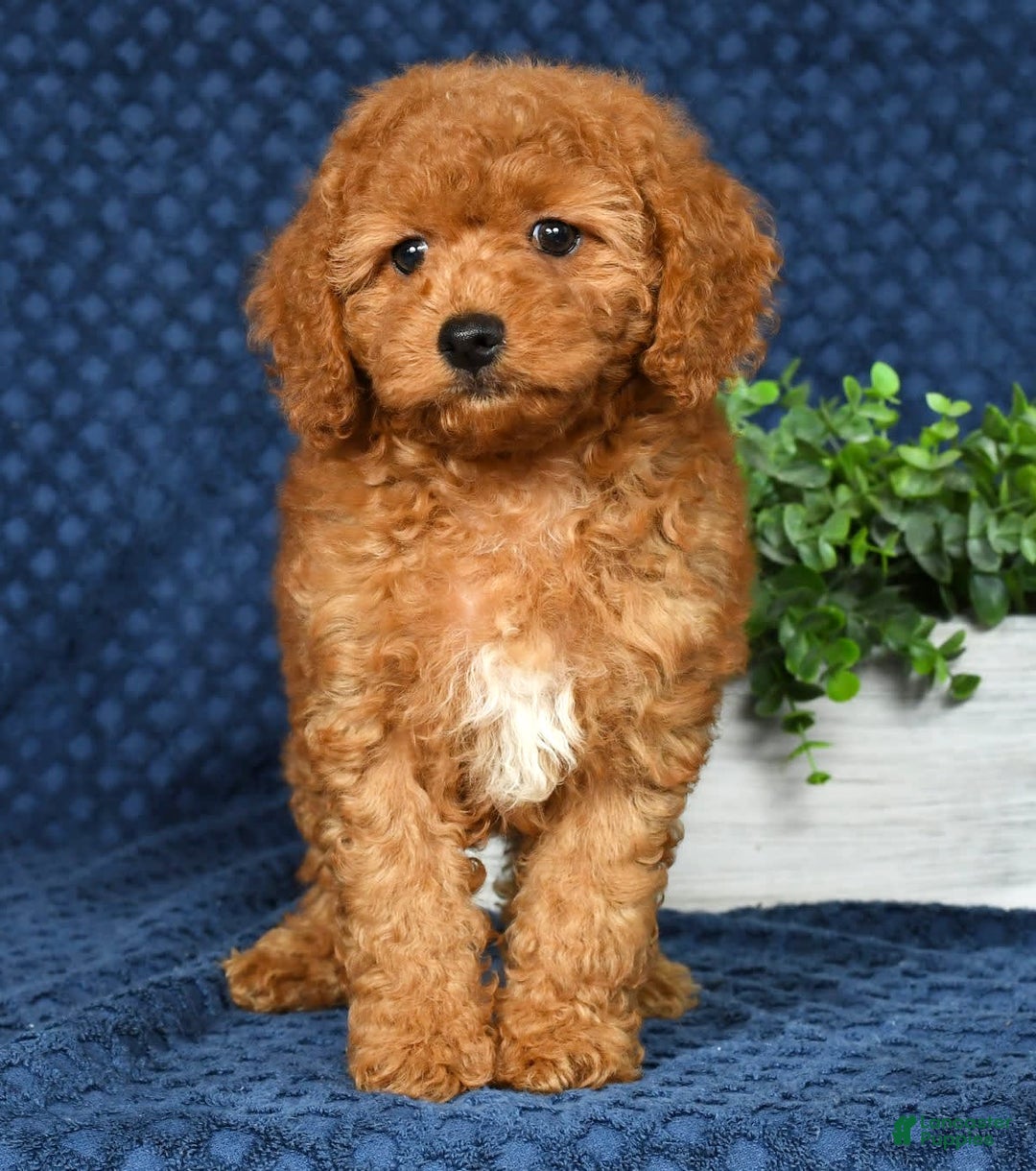 Cockapoo dogs for sale: Daisy - Image 2