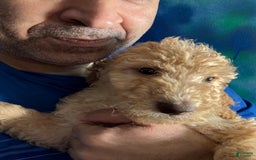 Goldendoodle dogs for sale: Luna - Image 26