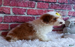 Cavachon dogs for sale: ECHO - Image 3